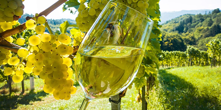 vino bianco