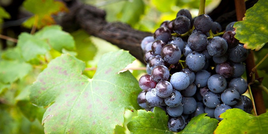 uva rossa