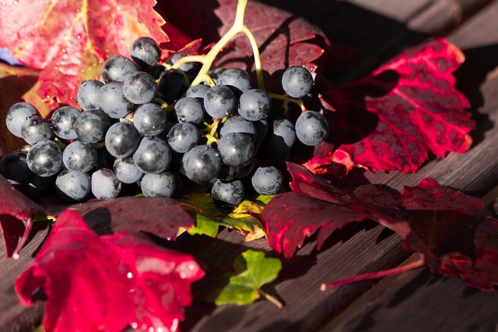 vendemmia