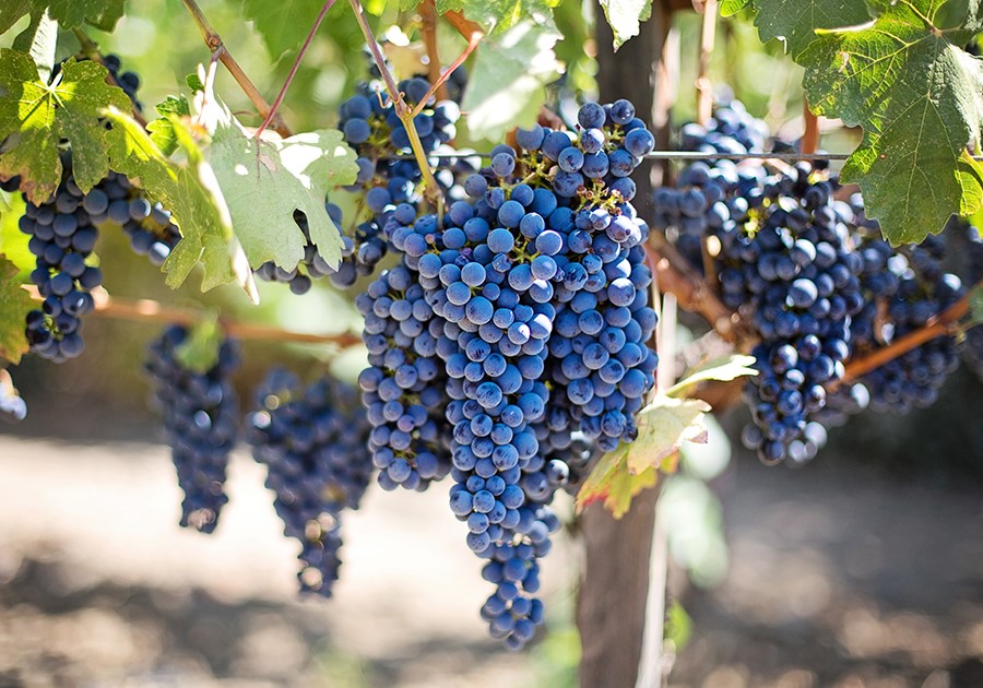 vendemmia 2021