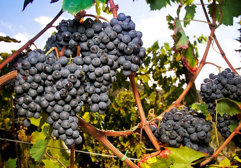 sangiovese grappolo