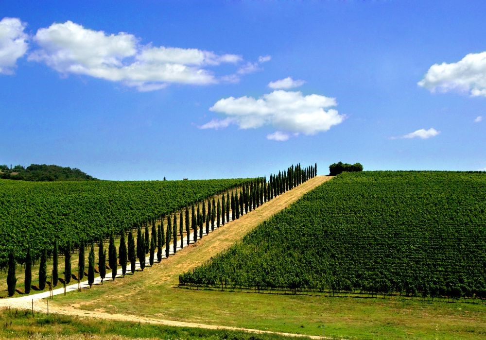 vigne toscana