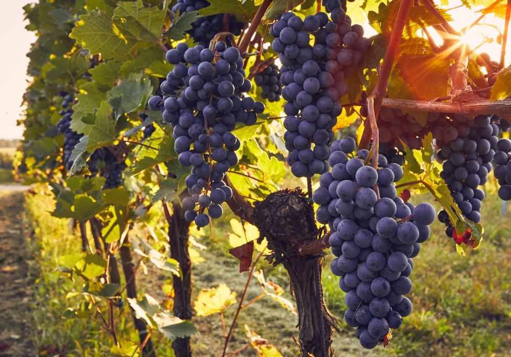 vigna uva
